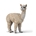 Alpaca de juguete - Imagen 1