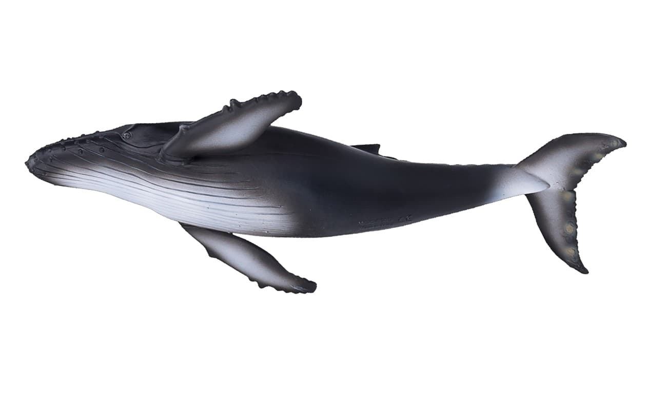 Ballena jorobada - Imagen 1