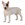 Bull Terrier - Macho de juguete - Imagen 1