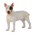 Bull Terrier - Macho de juguete - Imagen 1