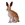 Conejo Hare - Imagen 1