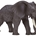 Elefante africano - Imagen 1