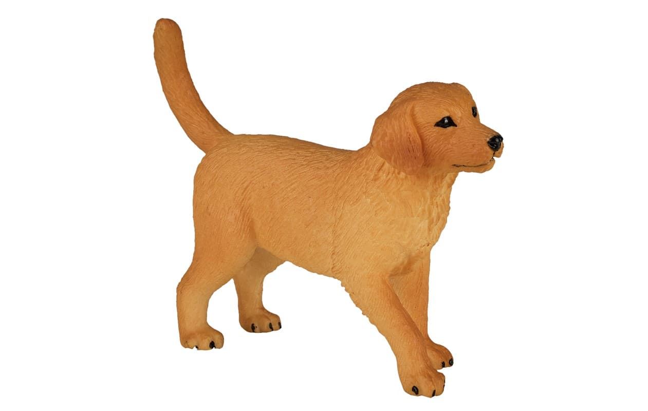 Golden Retriever cachorro - Imagen 1