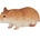 Hamster - Imagen 1