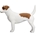 Jack Russell Terrier - Imagen 1