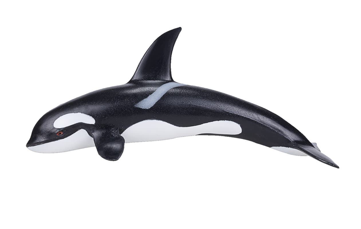 Orca grande - Imagen 1