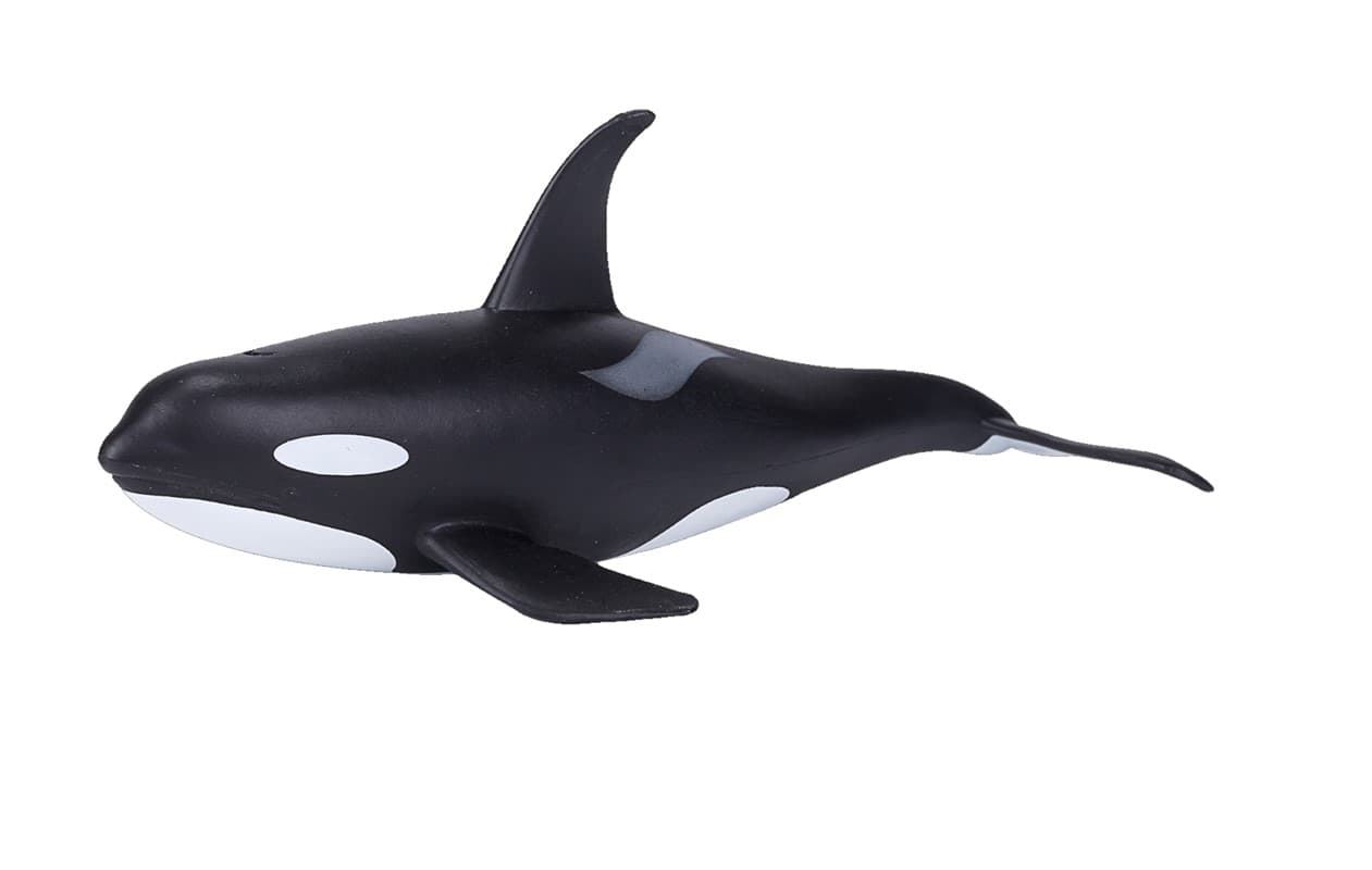 Orca macho - Imagen 1