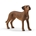 Perro de juguete crestado rodesiano schleich 13895 - Imagen 1