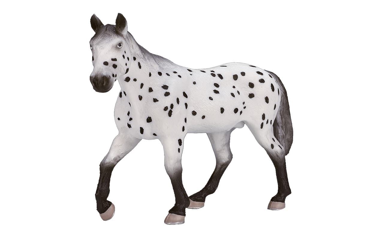 Semental Appaloosa - Imagen 1